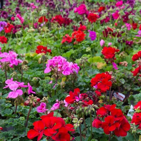 بيت ضيافة Ballycannon Croagh