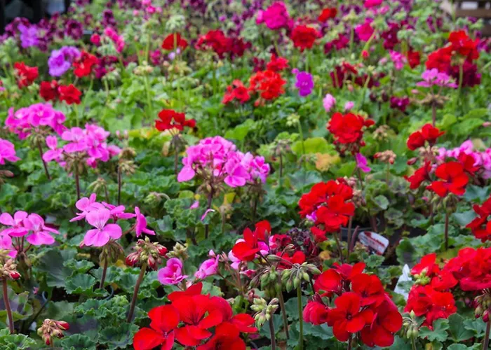 게스트하우스 Ballycannon Croagh